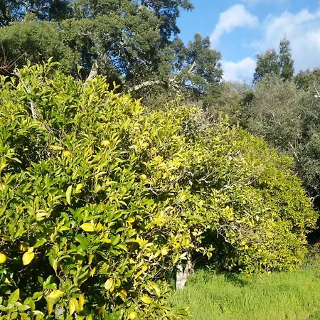 Casinha Laranja *
