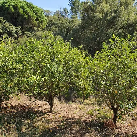 Hébergement de vacances Casinha Laranja