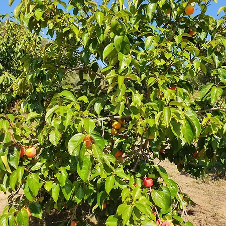 Casinha Laranja Hébergement de vacances