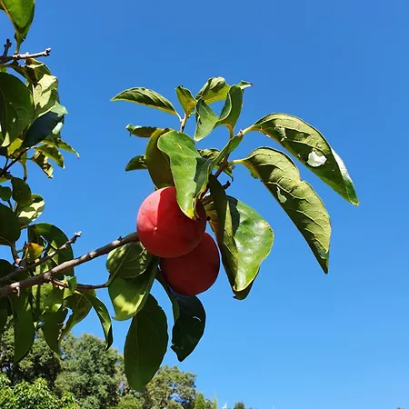 Casinha Laranja