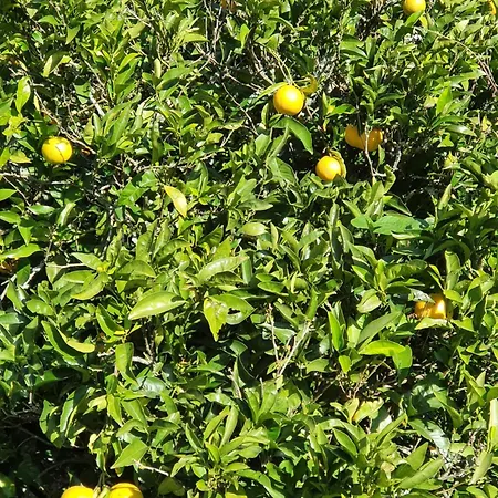 Casinha Laranja Monchique