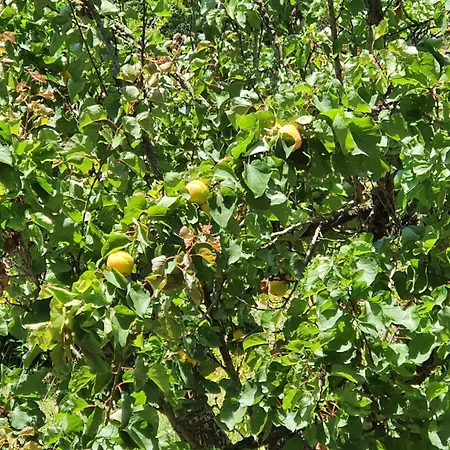 Hébergement de vacances Casinha Laranja Monchique