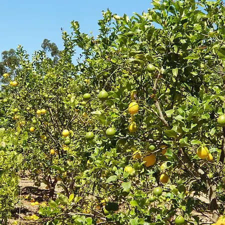 Hébergement de vacances Casinha Laranja