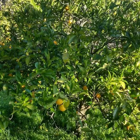 Casinha Laranja