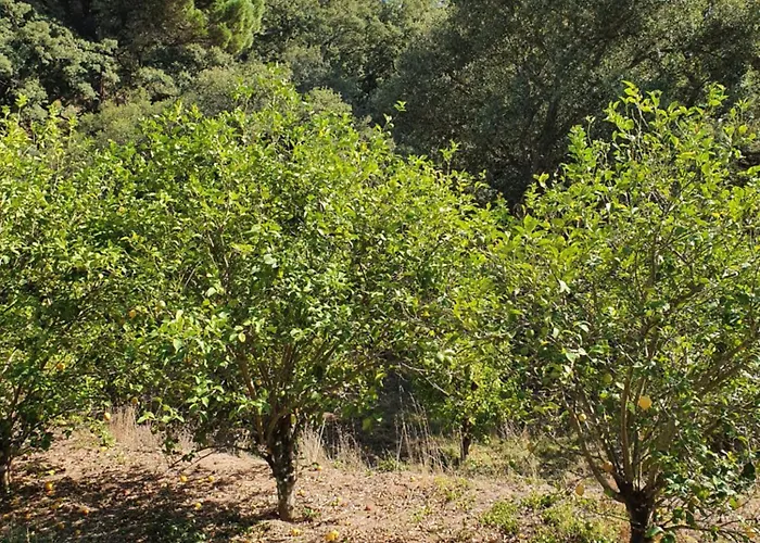 Dom wakacyjny Casinha Laranja