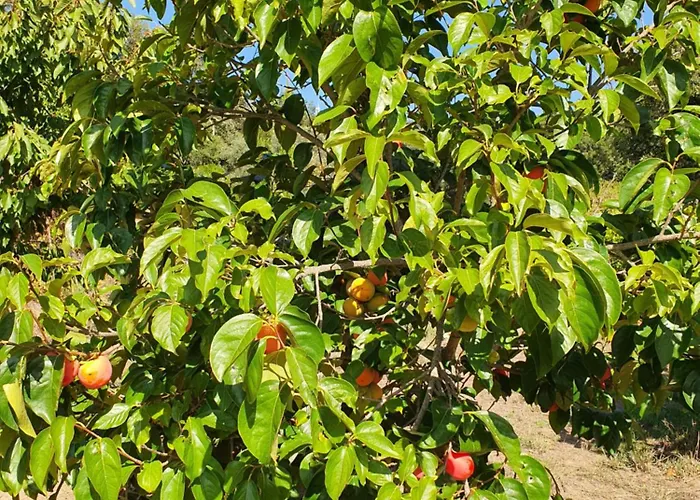 Casinha Laranja Dom wakacyjny