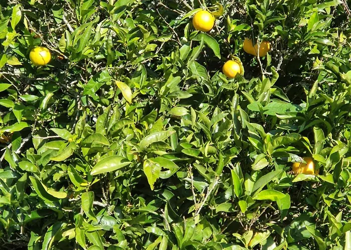 Casinha Laranja Monchique