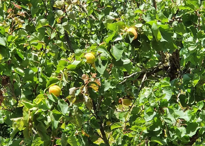 Dom wakacyjny Casinha Laranja Monchique