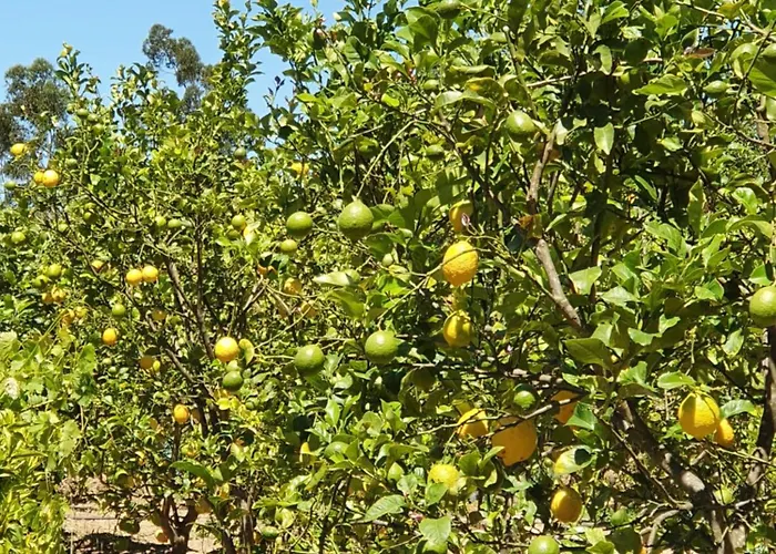 Dom wakacyjny Casinha Laranja